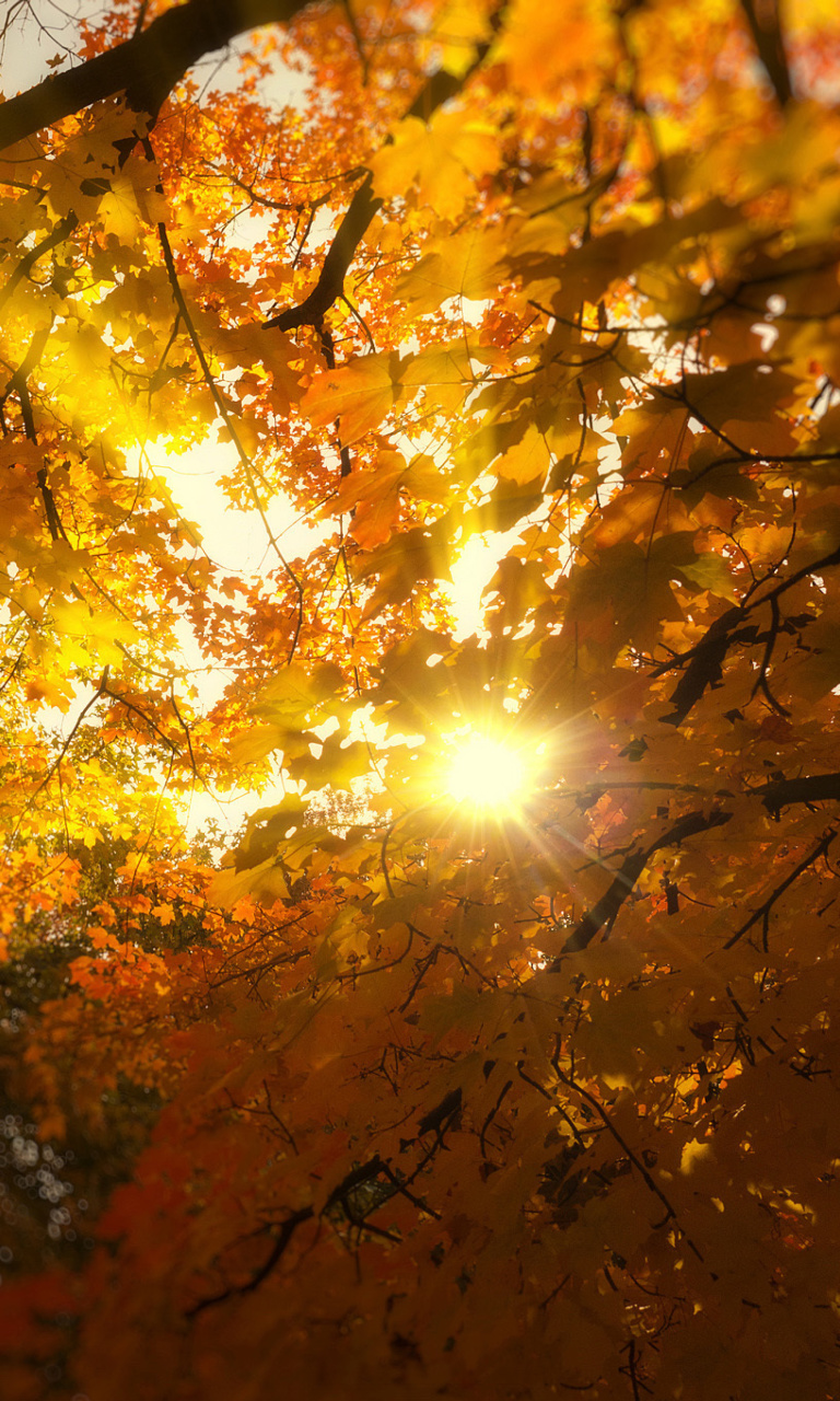 Das Autumn Sunlight and Trees Wallpaper 768x1280
