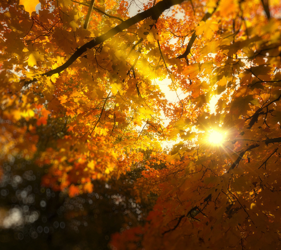 Обои Autumn Sunlight and Trees 960x854