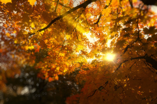 Autumn Sunlight and Trees - Obrázkek zdarma 
