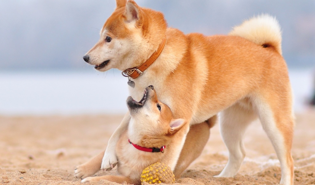 Sfondi Akita Inu on Beach 1024x600