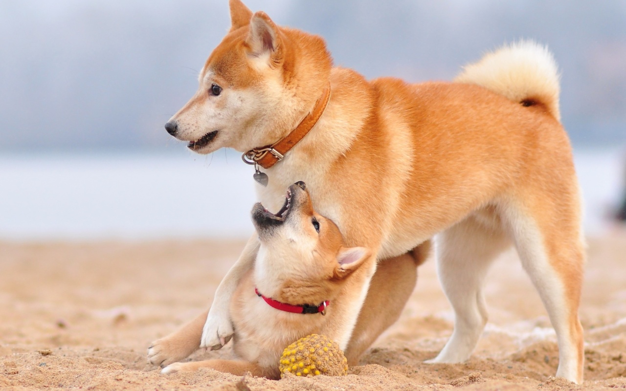 Akita Inu on Beach screenshot #1 1280x800