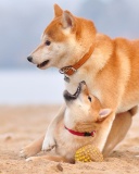 Akita Inu on Beach wallpaper 128x160