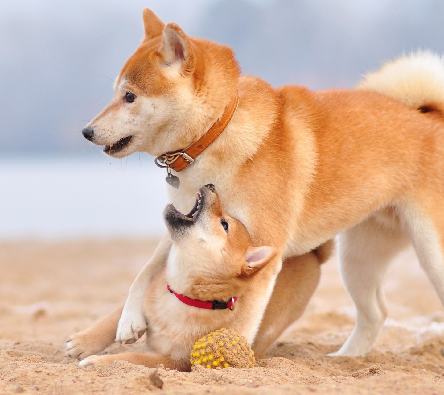 Обои Akita Inu on Beach 1440x1280