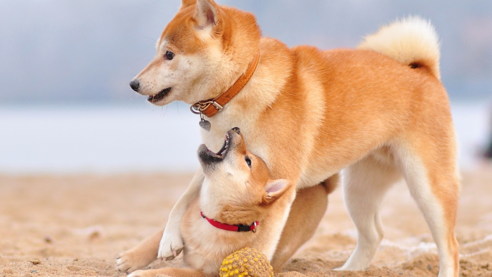 Das Akita Inu on Beach Wallpaper 1600x900