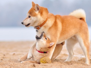 Fondo de pantalla Akita Inu on Beach 320x240