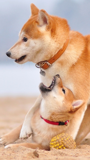 Обои Akita Inu on Beach 360x640