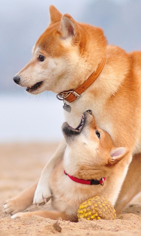 Akita Inu on Beach wallpaper 480x800