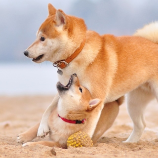 Akita Inu on Beach papel de parede para celular para 1024x1024