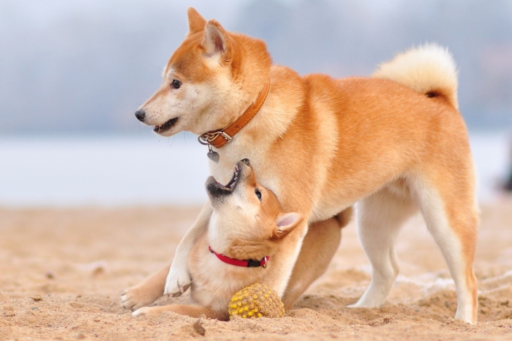 Обои Akita Inu on Beach