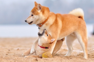 Akita Inu on Beach Wallpaper for Android, iPhone and iPad