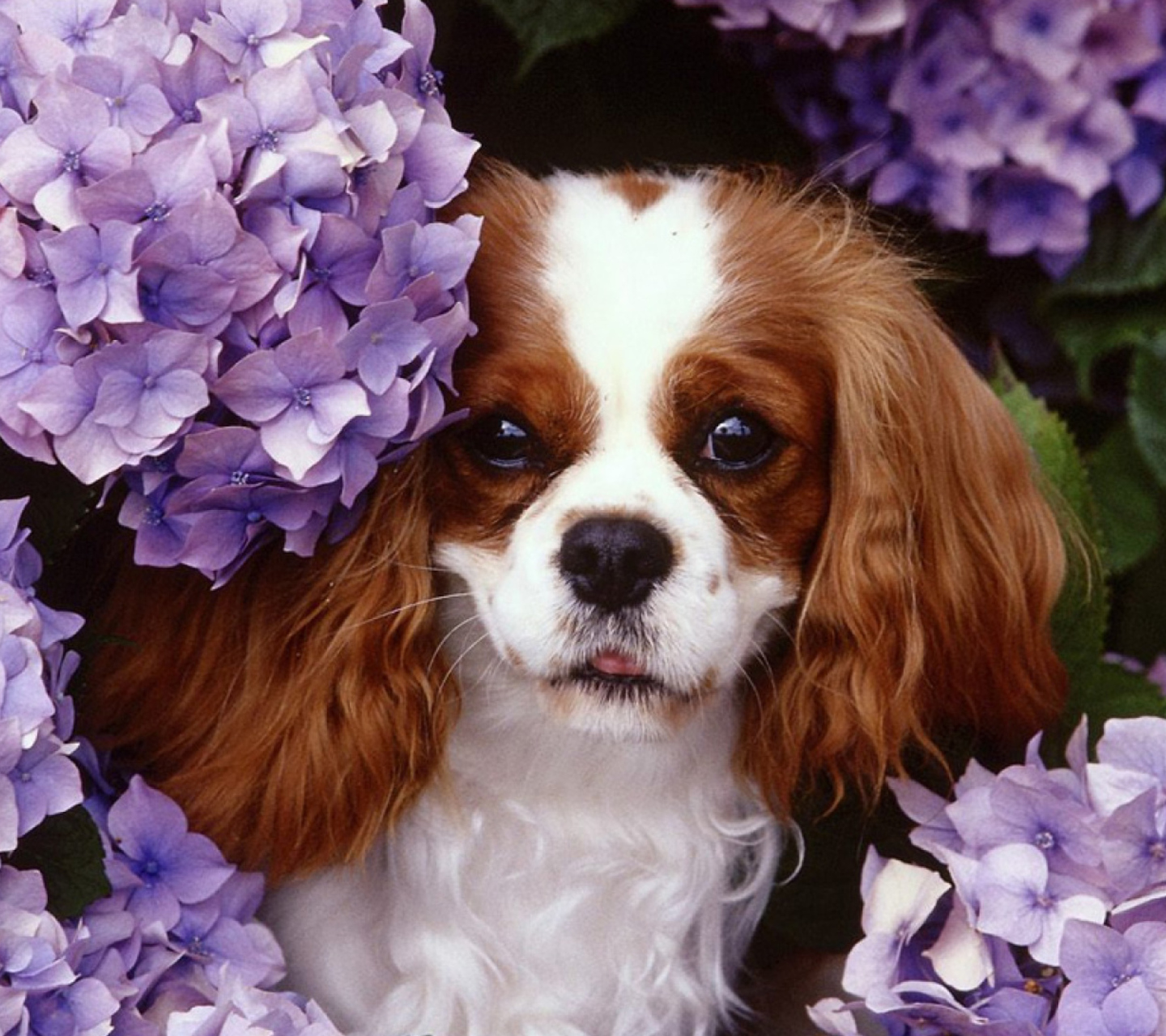 Flower Puppy wallpaper 1440x1280