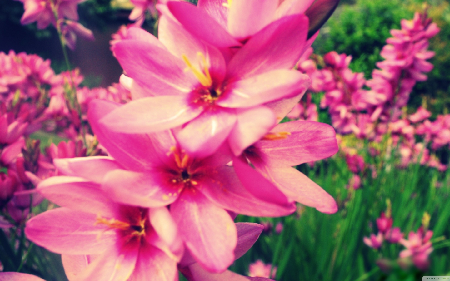 Sfondi Pink Garden 1440x900