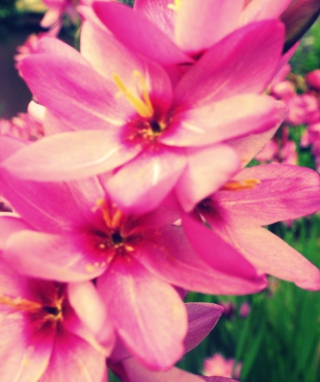 Pink Garden - Obrázkek zdarma pro Nokia Asha 305