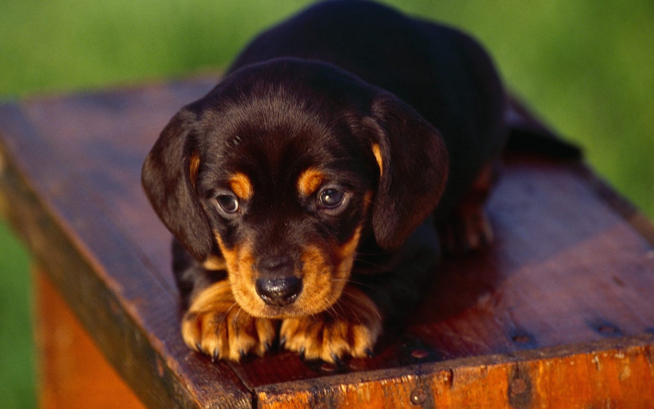 Screenshot №1 pro téma Black And Tan Coonhound Puppy 1280x800