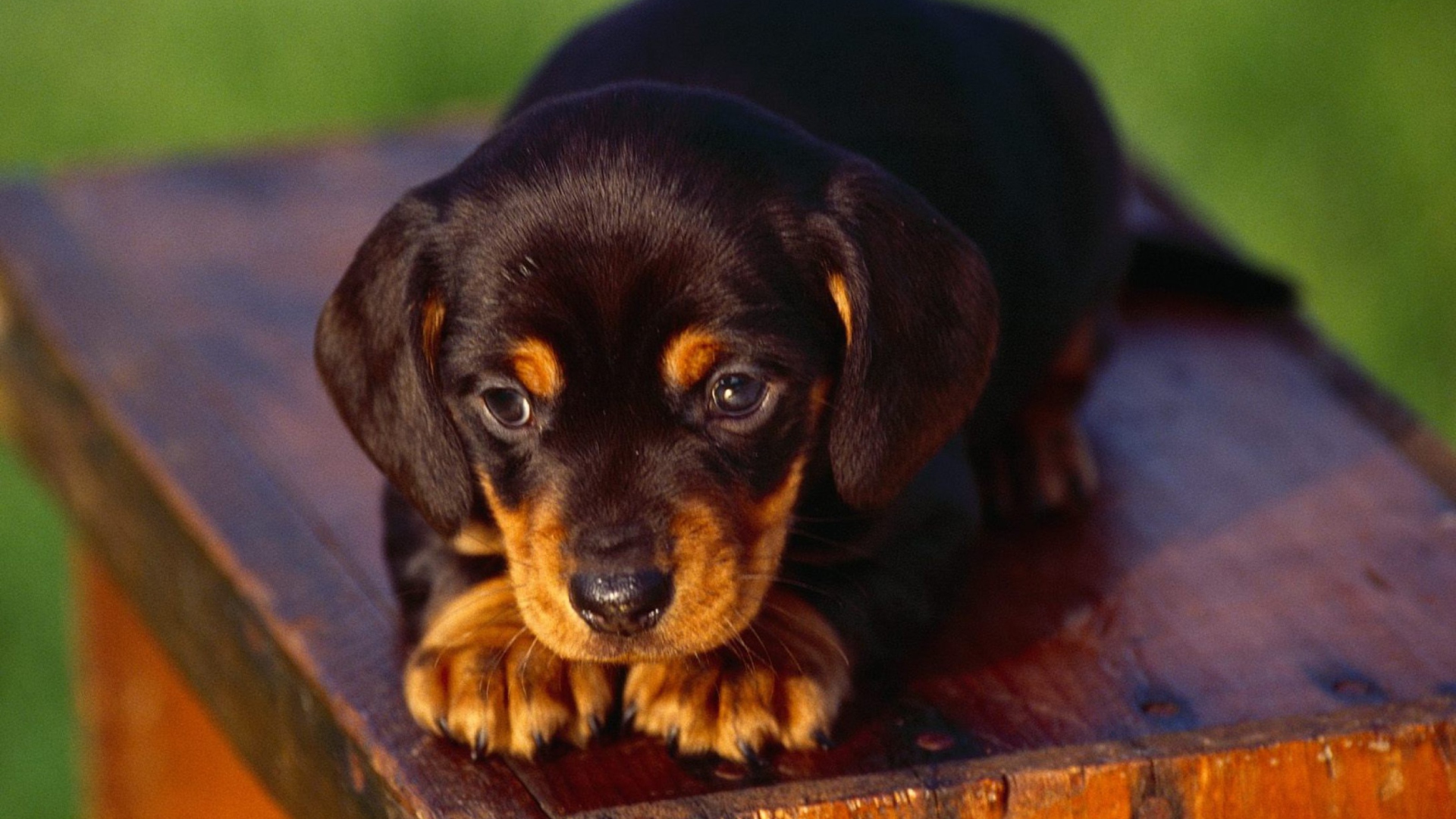 Screenshot №1 pro téma Black And Tan Coonhound Puppy 1920x1080