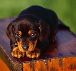 Black And Tan Coonhound Puppy - Obrázkek zdarma pro 128x128
