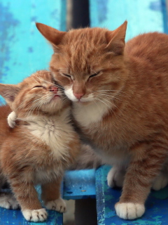 Screenshot №1 pro téma Cats Hugging On Bench 240x320