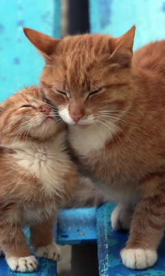 Fondo de pantalla Cats Hugging On Bench 240x400