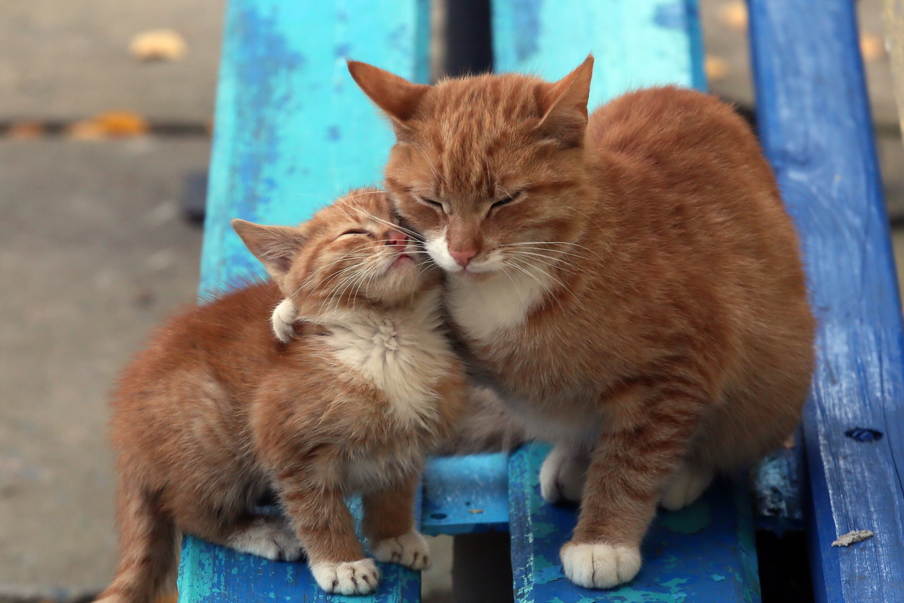 Cats Hugging On Bench screenshot #1 2880x1920