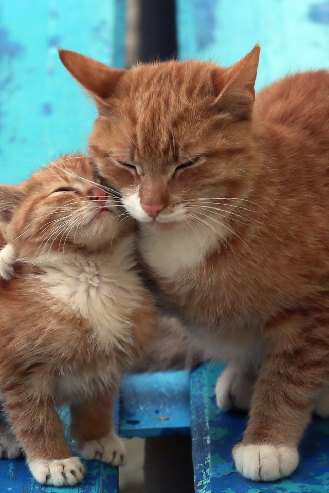 Screenshot №1 pro téma Cats Hugging On Bench 640x960