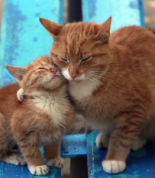 Cats Hugging On Bench - Obrázkek zdarma pro iPhone 6