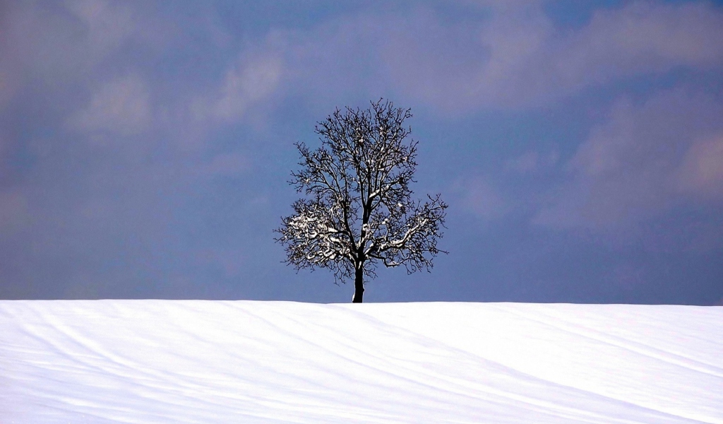 Sfondi Tree And Snow 1024x600