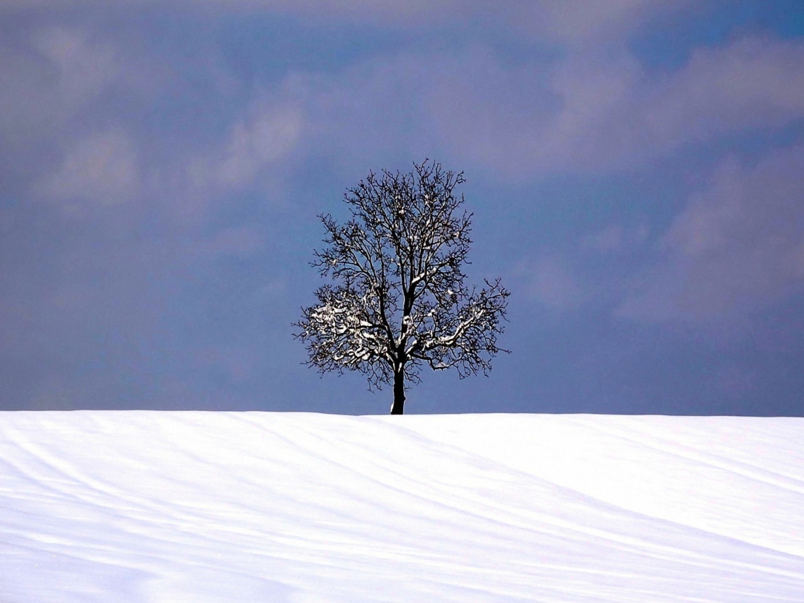 Sfondi Tree And Snow 1152x864