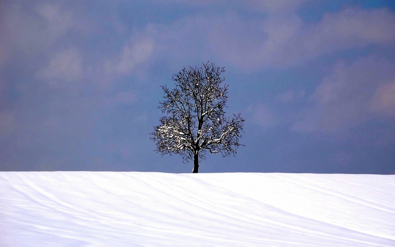 Sfondi Tree And Snow 1280x800
