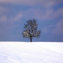 Fondo de pantalla Tree And Snow 128x128