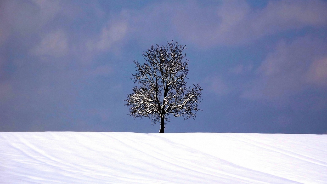 Das Tree And Snow Wallpaper 1366x768