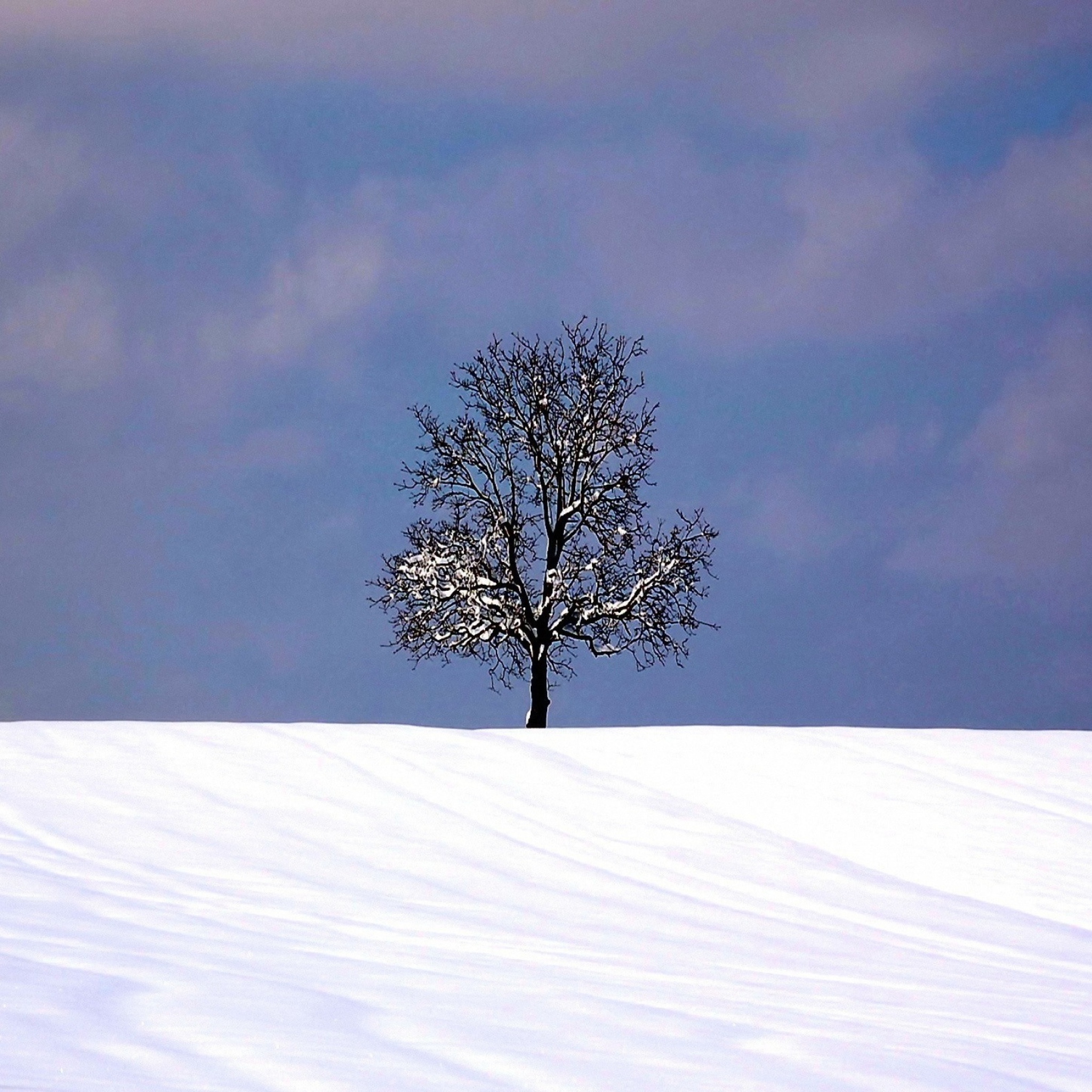 Das Tree And Snow Wallpaper 2048x2048