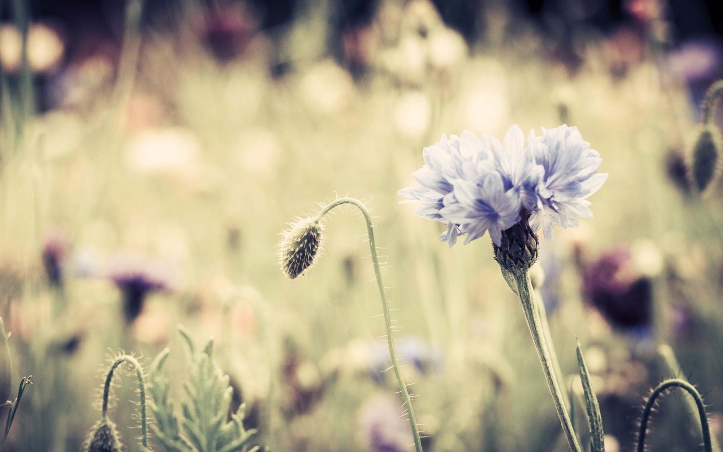 Screenshot №1 pro téma Meadow Flowers Vintage 1440x900