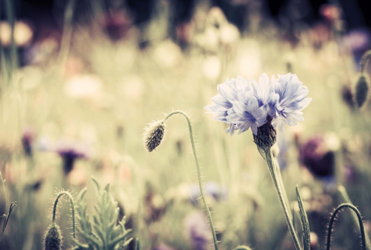 Screenshot №1 pro téma Meadow Flowers Vintage