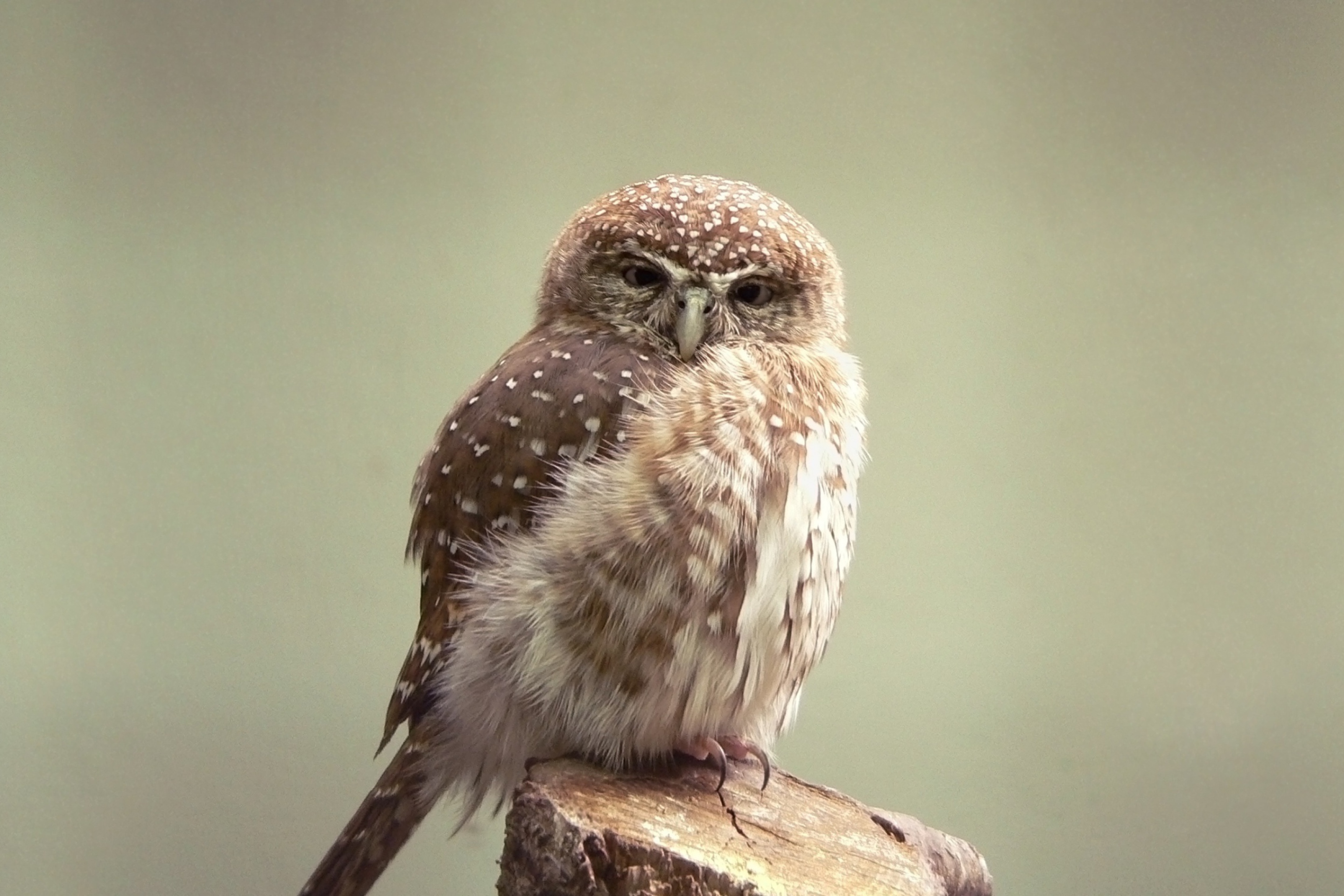 Screenshot №1 pro téma Little Weird Owl 2880x1920