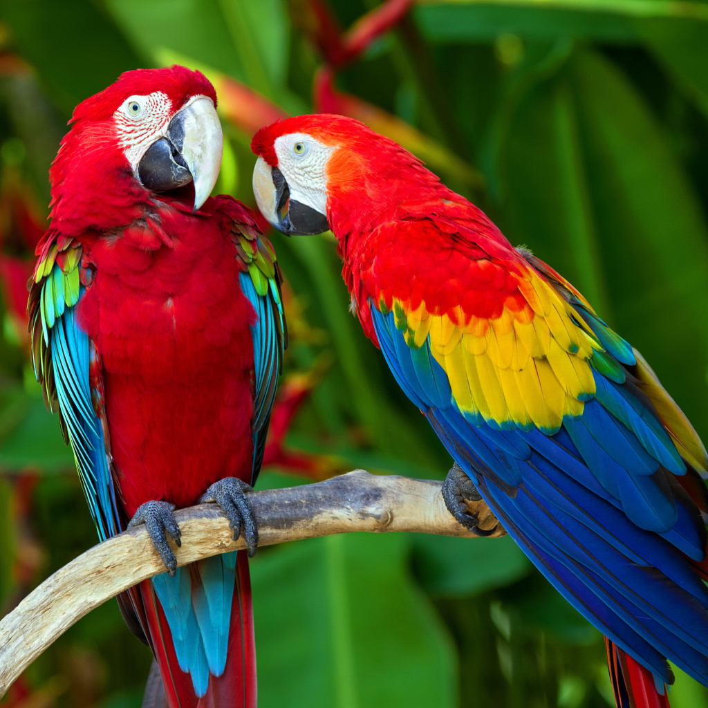 Two Macaws wallpaper 1024x1024