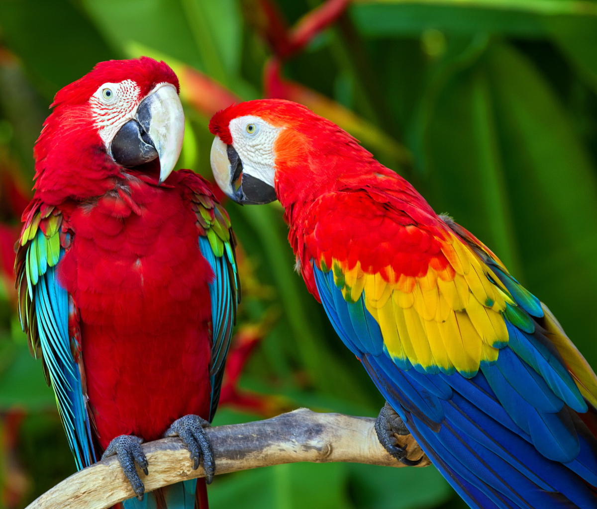 Two Macaws wallpaper 1200x1024