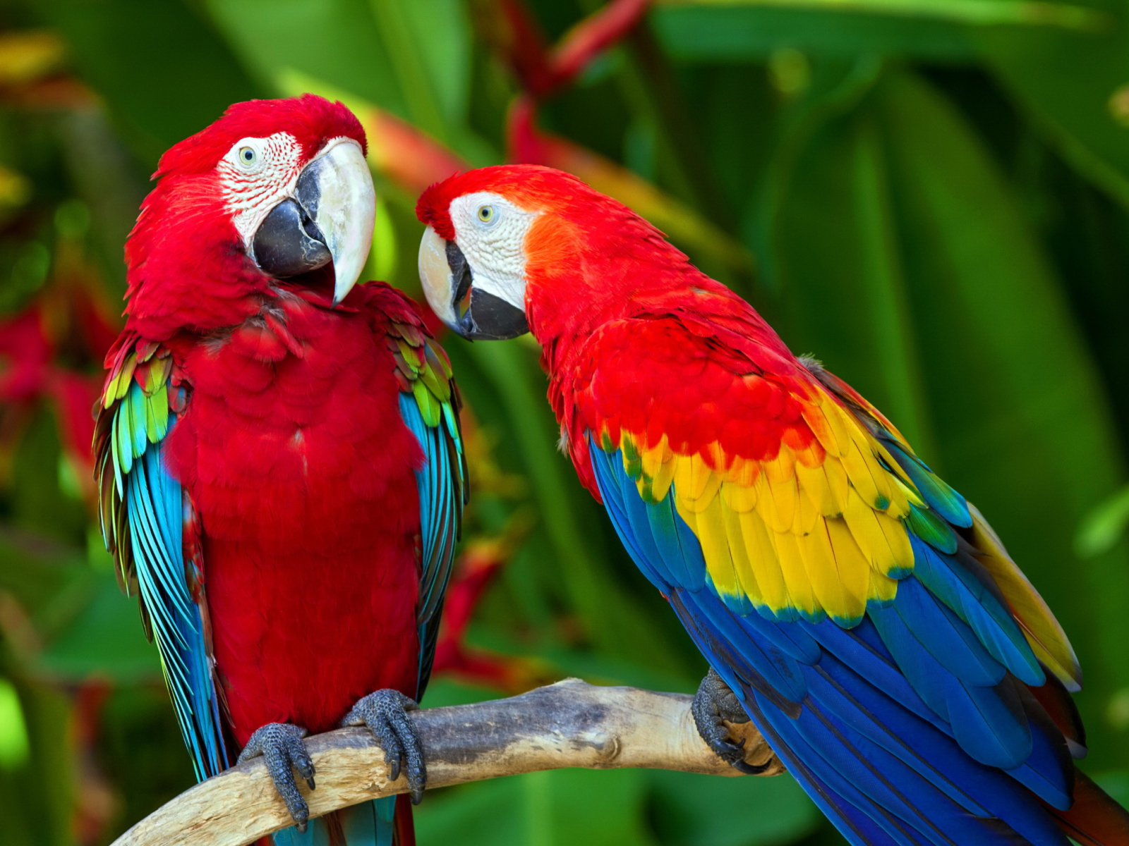 Two Macaws wallpaper 1600x1200