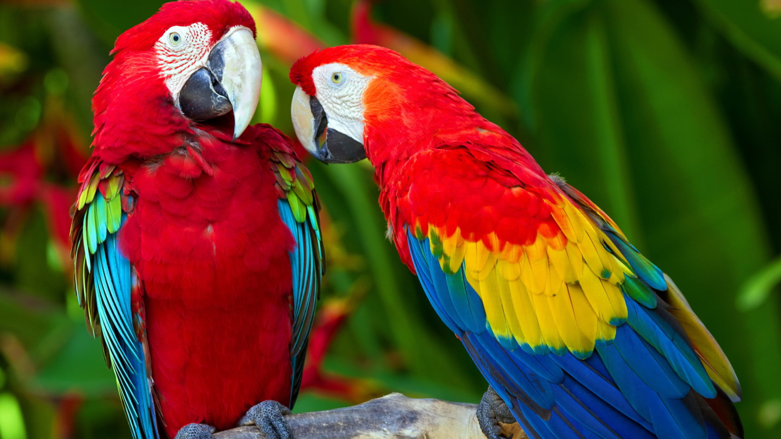Das Two Macaws Wallpaper 1600x900