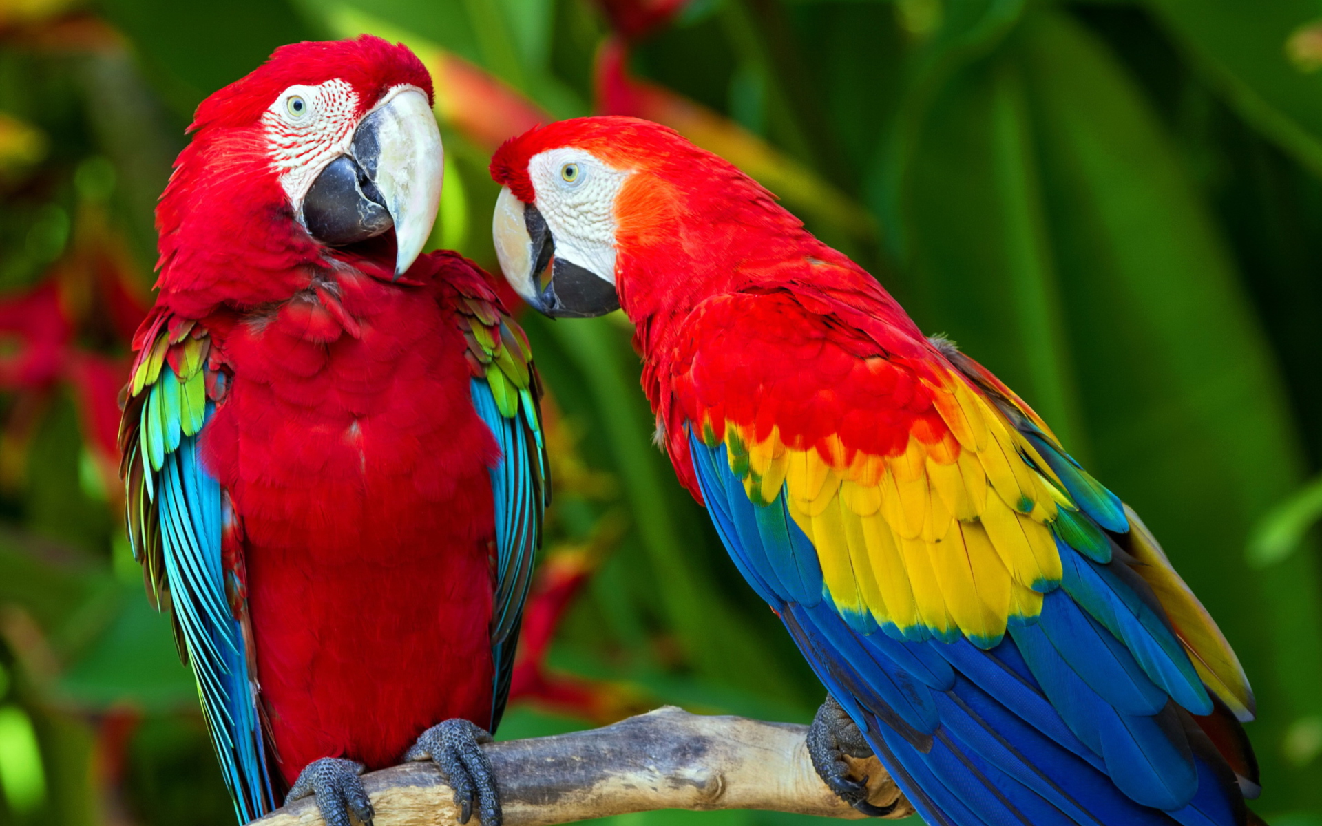 Two Macaws wallpaper 1920x1200