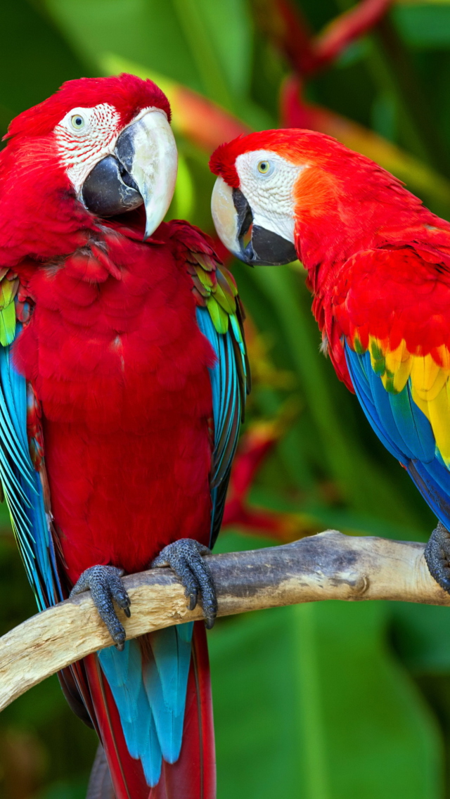 Two Macaws wallpaper 640x1136