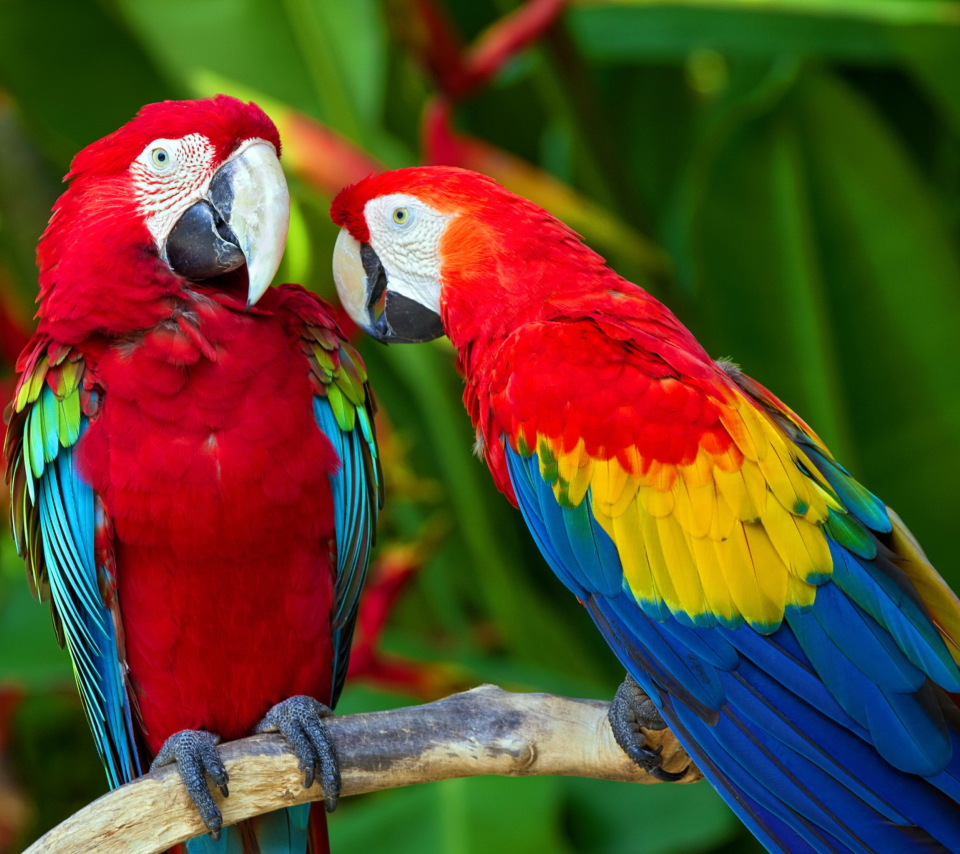 Das Two Macaws Wallpaper 960x854