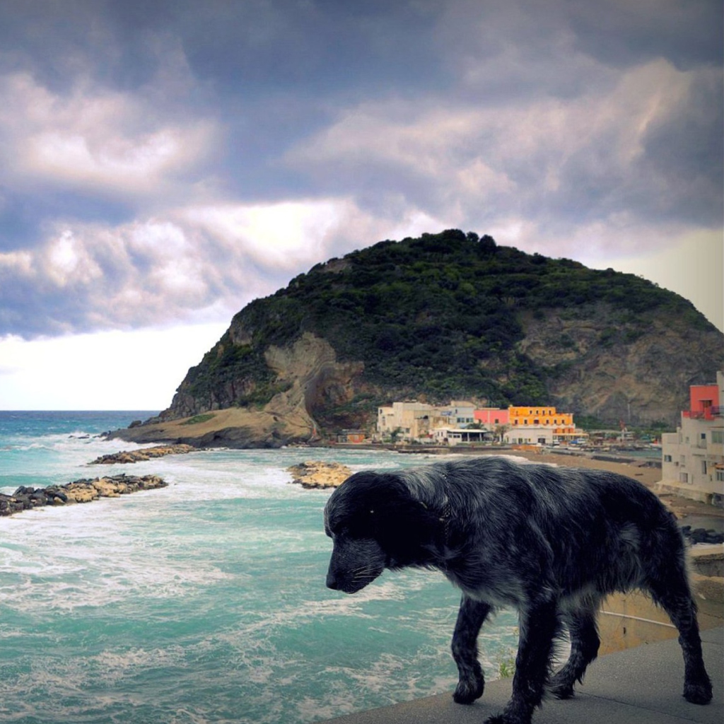 Screenshot №1 pro téma Dog On The Beach 1024x1024