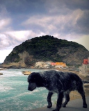 Sfondi Dog On The Beach 128x160