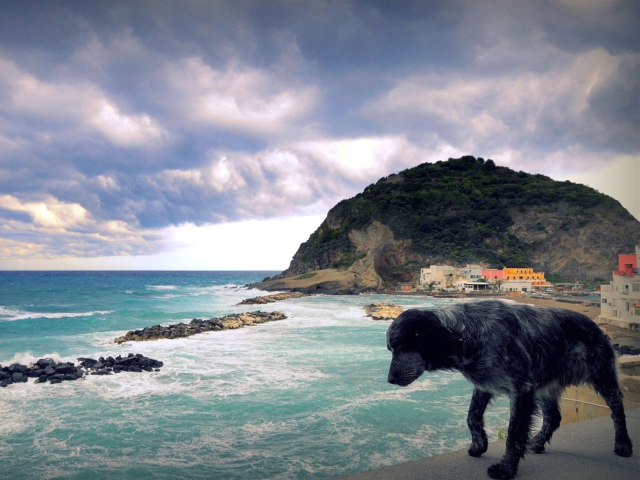 Screenshot №1 pro téma Dog On The Beach 640x480
