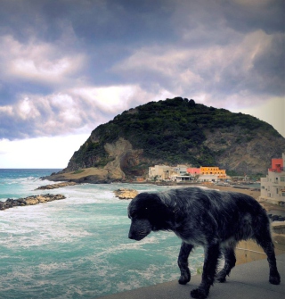 Kostenloses Dog On The Beach Wallpaper für iPad