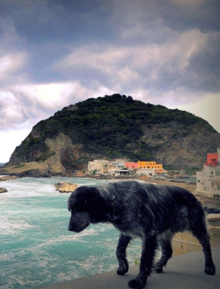 Dog On The Beach - Obrázkek zdarma pro 240x320