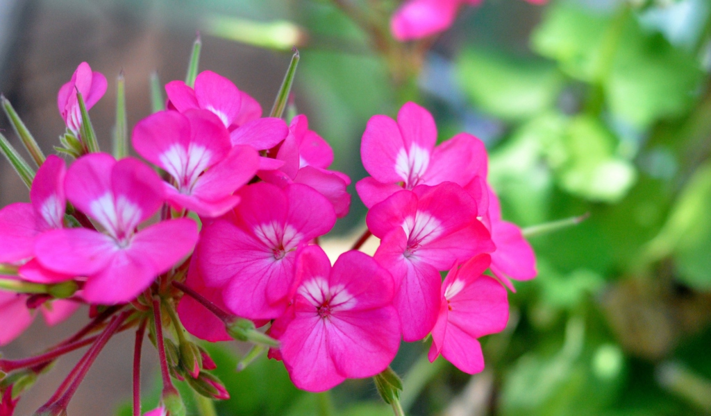 Screenshot №1 pro téma Pink Pelargonium 1024x600