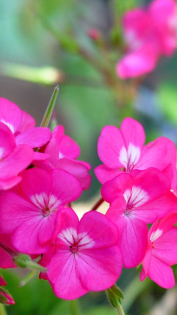 Sfondi Pink Pelargonium 360x640