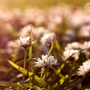 Das Small Daisies Wallpaper 128x128