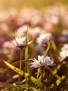 Обои Small Daisies 240x320